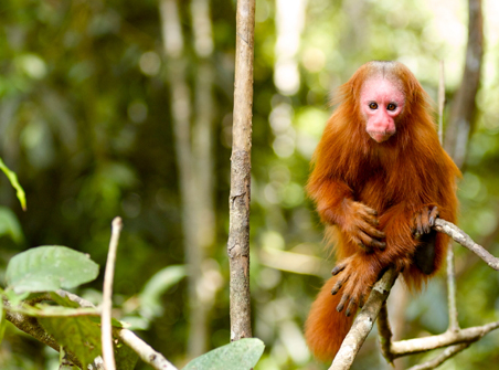Biodiversity in the Peruvian Amazon