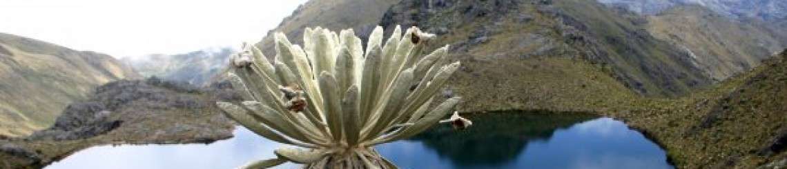 Colombian paramos, threatened by Eco Oro mining project