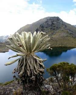 Colombian paramos, threatened by Eco Oro mining project