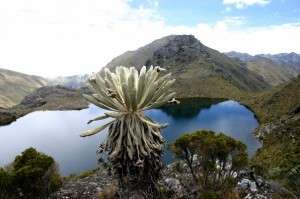 Colombian paramos, threatened by Eco Oro mining project