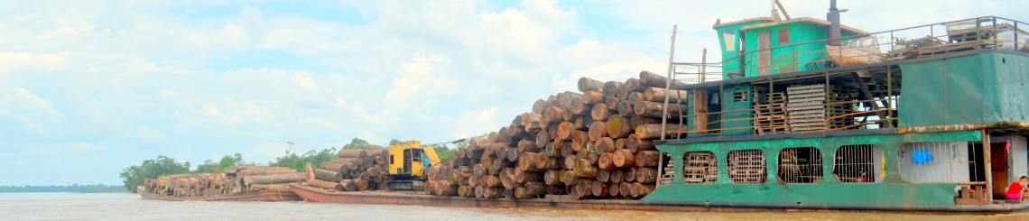 stopping deforestation