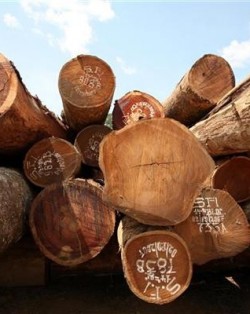 Illegal Timber Trade of afrormosia in Democratic Republic of Congo