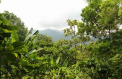 Mexico forest - forests are protected under REDD+