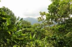 Mexico forest - forests are protected under REDD+