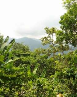 Mexico forest - forests are protected under REDD+