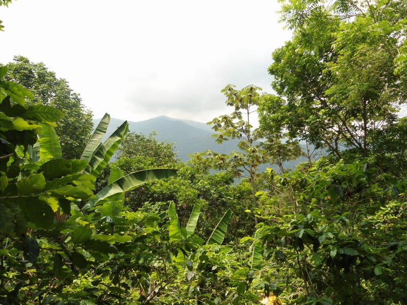 Mexico forest - forests are protected under REDD+