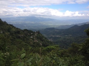 Honduran Forest, 2012