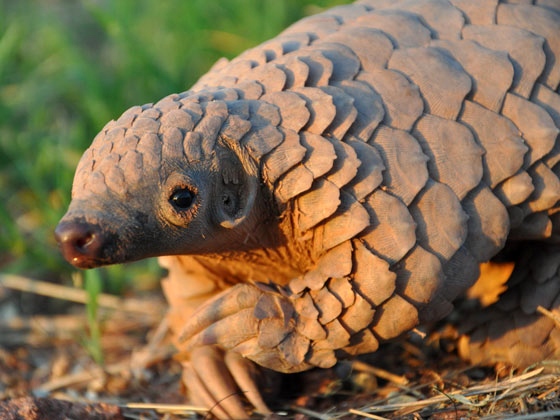 Photo of a pangolin, a species protected under CITES