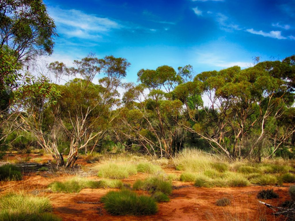 Australian landscape, forest