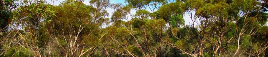 Australian landscape, forest