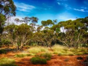 Australian landscape, forest