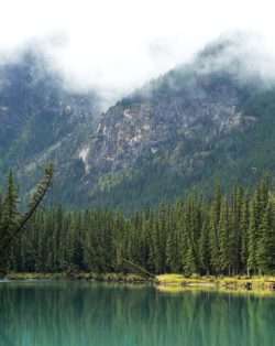 Boreal forest, Canada