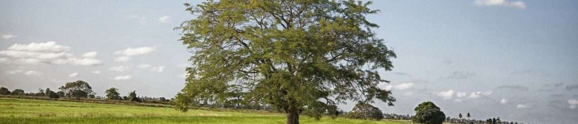 Guyana landscape