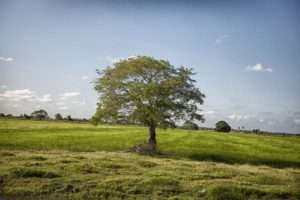 Guyana landscape