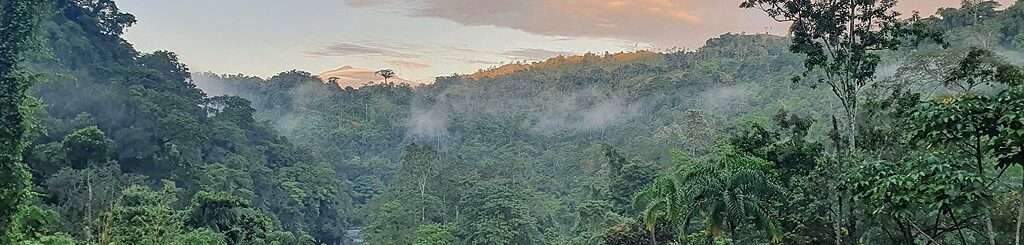 Lush green rainforest in Costa Rica with a river in the middle of the forest.