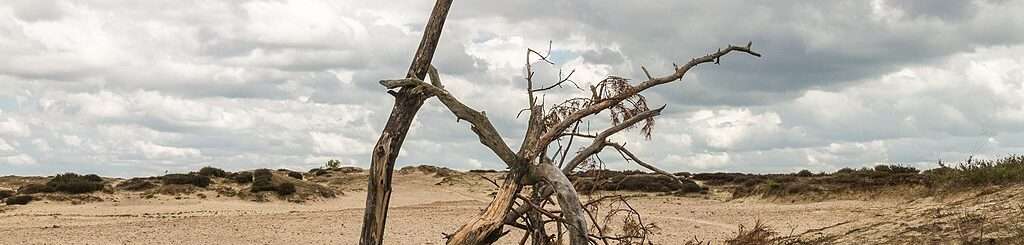 Arid, cracked, brown land with a dead tree tipped over. The sky is partly cloudy.