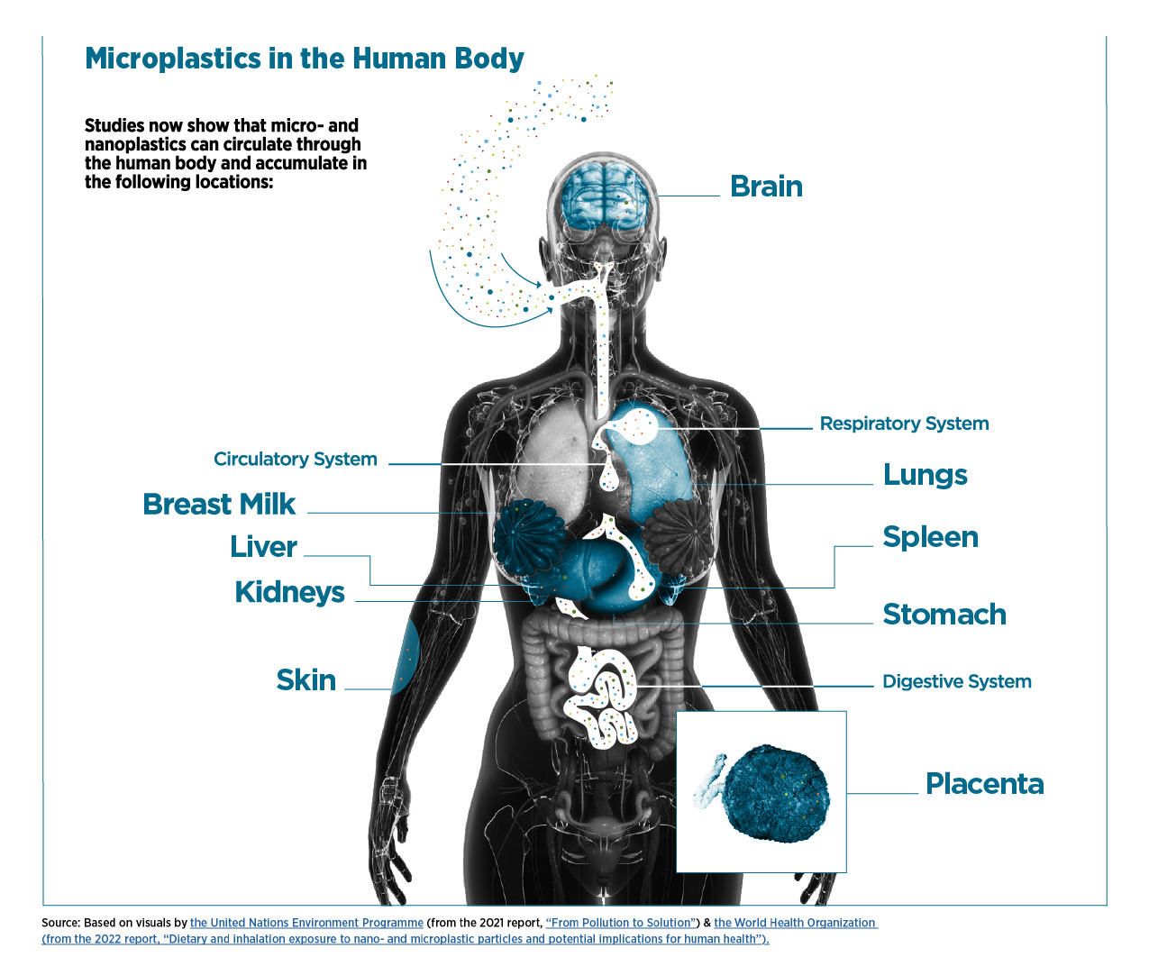 Infographic depicting microplastics in the human body.