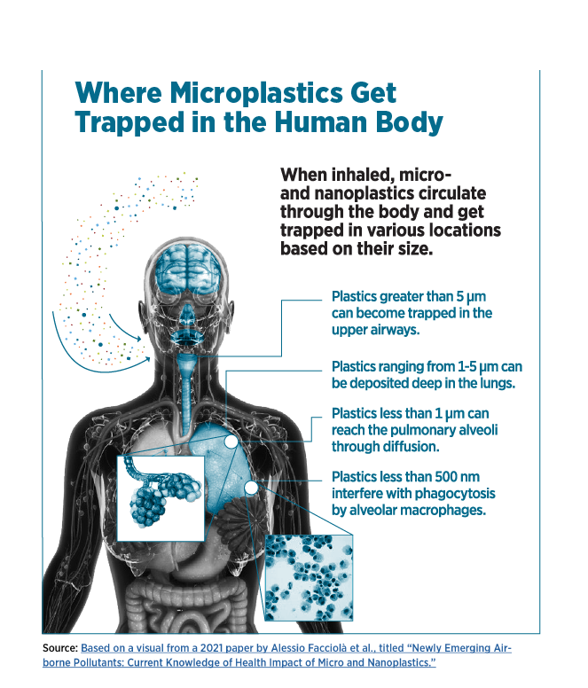 Infographic depicting where microplastics get trapped in the human body.