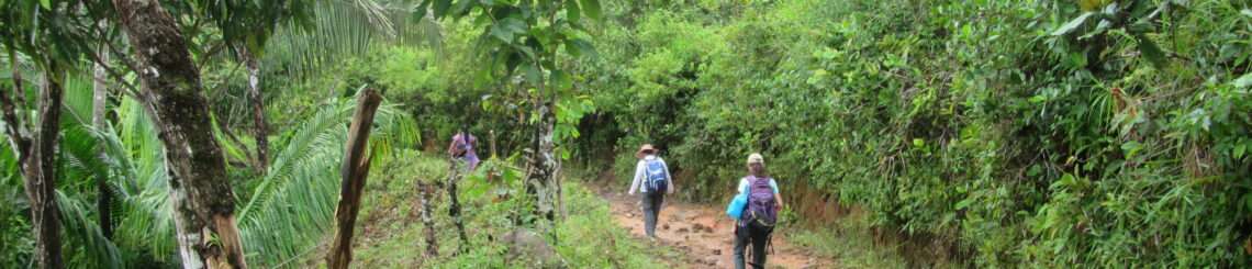 Forested landscape in Panama.