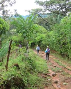 Forested landscape in Panama.