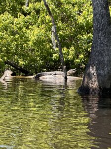 Alligator in Lake Maurepas, Louisiana, US
